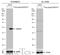 SMAD Family Member 7 antibody, GTX106211, GeneTex, Western Blot image 