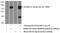 RasGEF Domain Family Member 1A antibody, 17121-1-AP, Proteintech Group, Western Blot image 