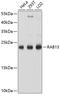 RAB13, Member RAS Oncogene Family antibody, GTX64803, GeneTex, Western Blot image 