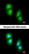 Regulator Of G Protein Signaling 13 antibody, orb73935, Biorbyt, Immunofluorescence image 