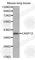 Caspase 12 (Gene/Pseudogene) antibody, A0556, ABclonal Technology, Western Blot image 