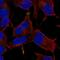 RWD Domain Containing 2A antibody, NBP1-85167, Novus Biologicals, Immunofluorescence image 