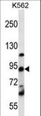 Upstream Binding Transcription Factor antibody, LS-C160402, Lifespan Biosciences, Western Blot image 