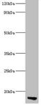 Apolipoprotein C3 antibody, CSB-PA12197A0Rb, Cusabio, Western Blot image 