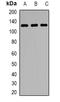 Lysine Demethylase 1A antibody, orb378146, Biorbyt, Western Blot image 