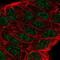 Arachidonate 5-Lipoxygenase antibody, NBP2-56011, Novus Biologicals, Immunofluorescence image 
