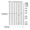 Chloride Nucleotide-Sensitive Channel 1A antibody, A06086, Boster Biological Technology, Western Blot image 