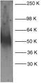 FAS antibody, GTX22437, GeneTex, Western Blot image 