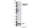 Inositol Polyphosphate Phosphatase Like 1 antibody, 2008S, Cell Signaling Technology, Western Blot image 