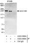 GRIP And Coiled-Coil Domain Containing 2 antibody, A303-569A, Bethyl Labs, Immunoprecipitation image 