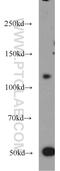 Protein Tyrosine Kinase 2 Beta antibody, 10044-2-AP, Proteintech Group, Western Blot image 