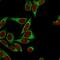 Calnexin antibody, GTX34446, GeneTex, Immunofluorescence image 