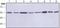 Tubulin antibody, NB600-567, Novus Biologicals, Western Blot image 