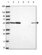 Heparan Sulfate-Glucosamine 3-Sulfotransferase 3A1 antibody, PA5-64464, Invitrogen Antibodies, Western Blot image 