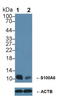 S100 Calcium Binding Protein A6 antibody, LS-C296316, Lifespan Biosciences, Western Blot image 