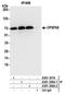 Cleavage And Polyadenylation Specific Factor 6 antibody, A301-356A, Bethyl Labs, Immunoprecipitation image 