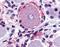 MAS Related GPR Family Member X2 antibody, NBP1-02668, Novus Biologicals, Immunohistochemistry paraffin image 