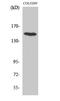 Misshapen Like Kinase 1 antibody, A06134-2, Boster Biological Technology, Western Blot image 