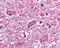 Solute Carrier Family 5 Member 3 antibody, 48-167, ProSci, Immunohistochemistry frozen image 