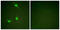 Rac GTPase-activating protein 1 antibody, LS-C199034, Lifespan Biosciences, Immunofluorescence image 