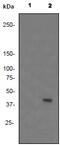 NFKB Inhibitor Alpha antibody, ab92700, Abcam, Western Blot image 