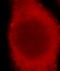 Disabled homolog 2 antibody, FNab02228, FineTest, Immunofluorescence image 