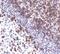 Linker For Activation Of T Cells antibody, PA5-17522, Invitrogen Antibodies, Immunohistochemistry paraffin image 