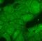 Chaperone protein DnaJ antibody, orb67339, Biorbyt, Immunofluorescence image 