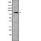 TLE Family Member 4, Transcriptional Corepressor antibody, abx219000, Abbexa, Western Blot image 