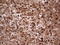 Mechanistic Target Of Rapamycin Kinase antibody, LS-C339834, Lifespan Biosciences, Immunohistochemistry frozen image 