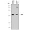 Acid Phosphatase 6, Lysophosphatidic antibody, AF7766, R&D Systems, Western Blot image 