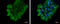 Nucleobindin 2 antibody, GTX130943, GeneTex, Immunocytochemistry image 
