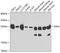 Phosphoserine Phosphatase antibody, 23-282, ProSci, Western Blot image 