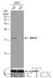 Signal Recognition Particle 14 antibody, GTX101867, GeneTex, Western Blot image 