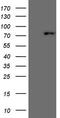 Scm Polycomb Group Protein Like 2 antibody, LS-C791388, Lifespan Biosciences, Western Blot image 