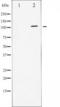 GRB2-associated-binding protein 1 antibody, TA325492, Origene, Western Blot image 