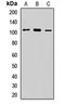 Adhesion G Protein-Coupled Receptor E5 antibody, LS-C667734, Lifespan Biosciences, Western Blot image 