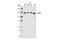 CCCTC-Binding Factor antibody, 3418P, Cell Signaling Technology, Western Blot image 