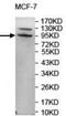 Two Pore Segment Channel 2 antibody, TA310027, Origene, Western Blot image 