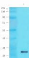 Inhibin Subunit Beta E antibody, orb402976, Biorbyt, Western Blot image 