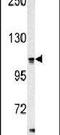 Hypoxia Up-Regulated 1 antibody, PA5-14203, Invitrogen Antibodies, Western Blot image 