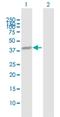 Nuclear FMR1 Interacting Protein 1 antibody, H00026747-B02P, Novus Biologicals, Western Blot image 