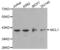 MCL1 Apoptosis Regulator, BCL2 Family Member antibody, abx000718, Abbexa, Western Blot image 