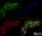 Spectrin Beta, Non-Erythrocytic 4 antibody, NBP2-59668, Novus Biologicals, Immunocytochemistry image 