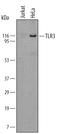 Toll Like Receptor 3 antibody, MAB1487, R&D Systems, Western Blot image 