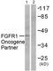 FGFR1 Oncogene Partner antibody, TA311655, Origene, Western Blot image 