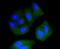 SRC Proto-Oncogene, Non-Receptor Tyrosine Kinase antibody, NBP2-67536, Novus Biologicals, Immunocytochemistry image 