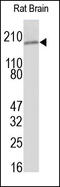 CD49D antibody, 251867, Abbiotec, Western Blot image 