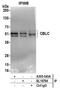 Cbl Proto-Oncogene C antibody, A305-043A, Bethyl Labs, Immunoprecipitation image 