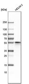 Calcium Binding And Coiled-Coil Domain 2 antibody, HPA023195, Atlas Antibodies, Western Blot image 